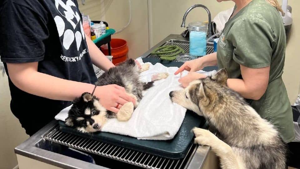 No Pain Could Separate This Husky Mom From Her Precious Baby