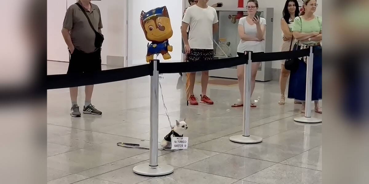 Airport Pup Waited Months With a Sign and You’ll Cry When You See Who Arrived