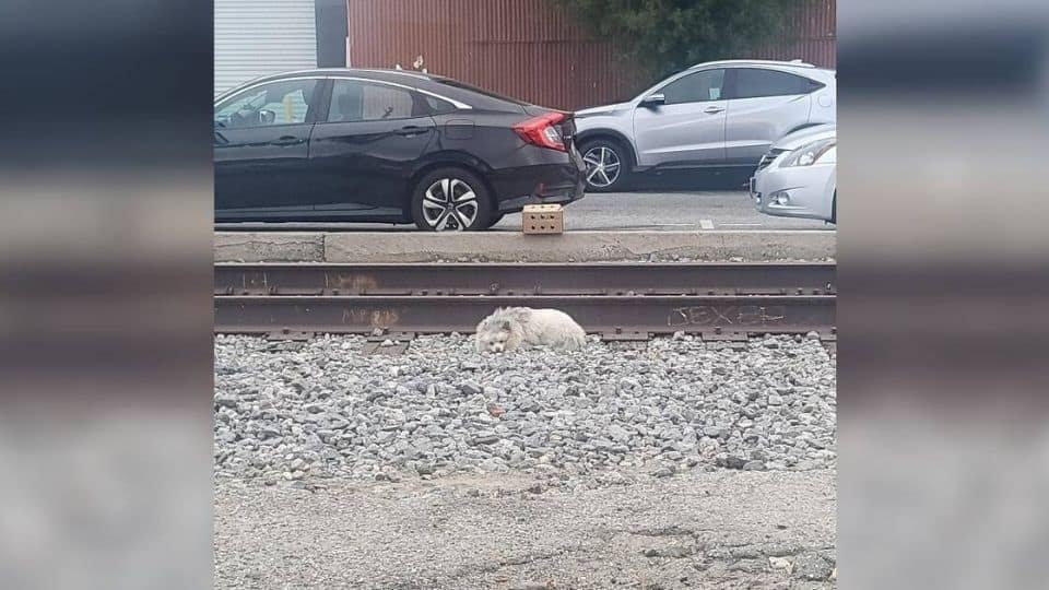 Abandoned Dog Slept on Train Tracks Until Two Rescuers Changed His Life Forever