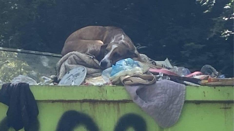 Dog Thrown In Dumpster After Peeing Indoors Now Lives The Happiest Life