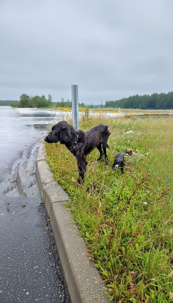She Was Tied in the Rain With Her Puppies — And Still Chose to Love Again