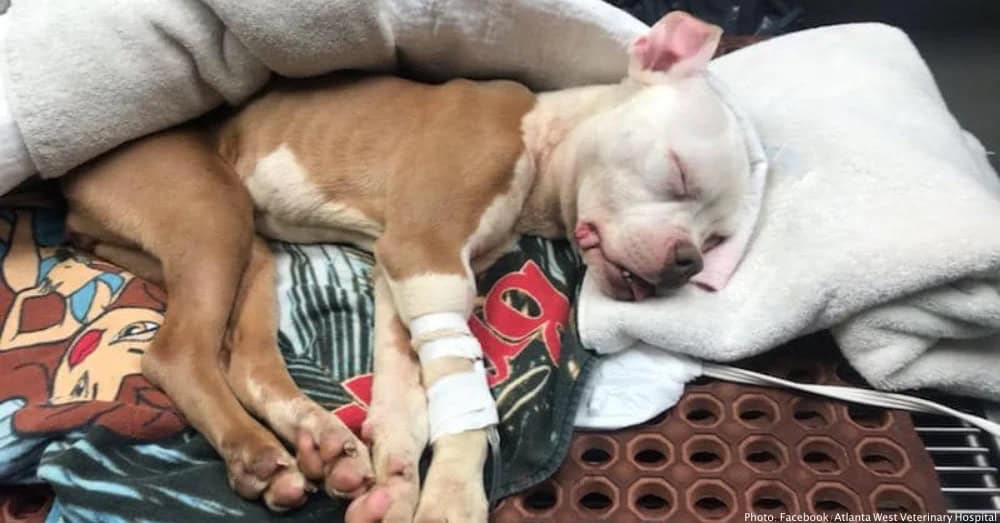 Dumped on Christmas, This “Miracle” Dog Survived and Found a Forever Home
