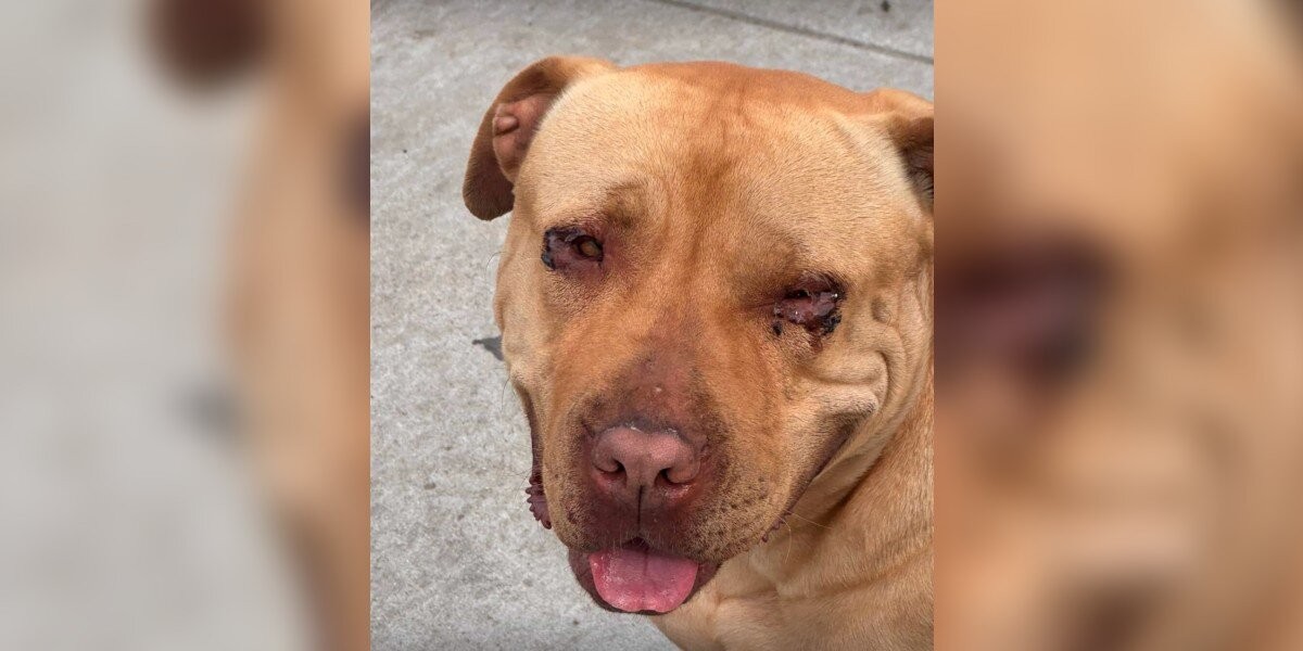 Sweet Hope Was Thrown Away Because of Her Eyes – Now She’s Still Waiting for Someone to Choose Her