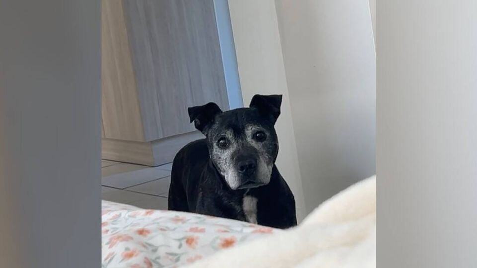 Stray Dog Walks Into a Stranger’s Home and Finds a New Family