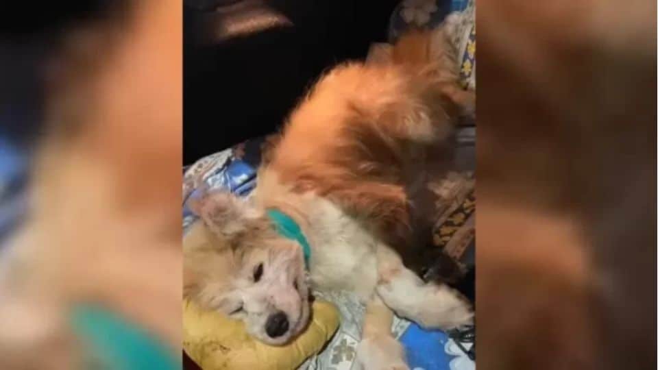 Sick Dog Taken To A Clinic Almost Didn’t Make It But Her Rescuers Would Not Give Up On Her