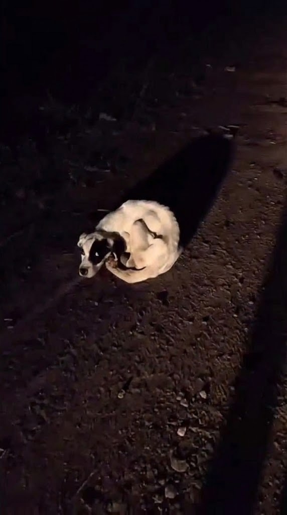 He Was Frozen on a Dark Mountain Road — Until One Driver Saw What Others Missed