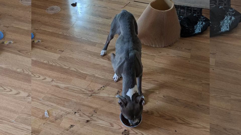 A Kind Realtor Opens a Door and Changes a Forgotten Dog’s Life Forever