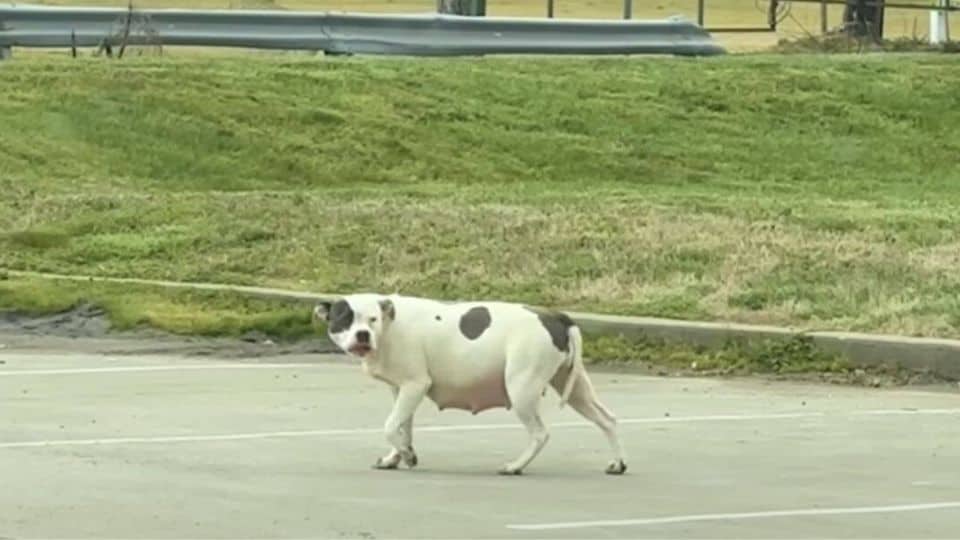 Pregnant Pit Bull Rescued After Wandering Alone in Tennessee