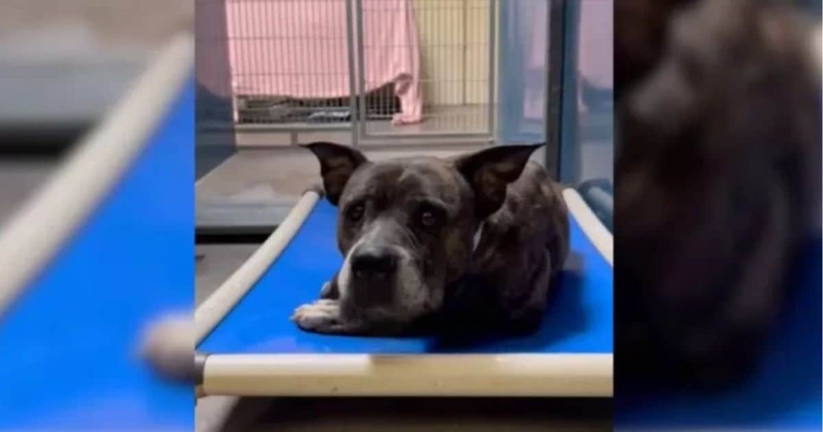 Sweet 12-Year-Old Pup Saved from Euthanasia, But Doctors Uncover Heartbreaking News