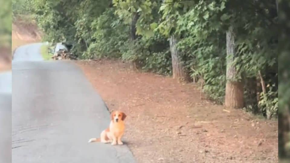 Lost Dog Found Alone On A Mountain Road Finds Love Just In Time
