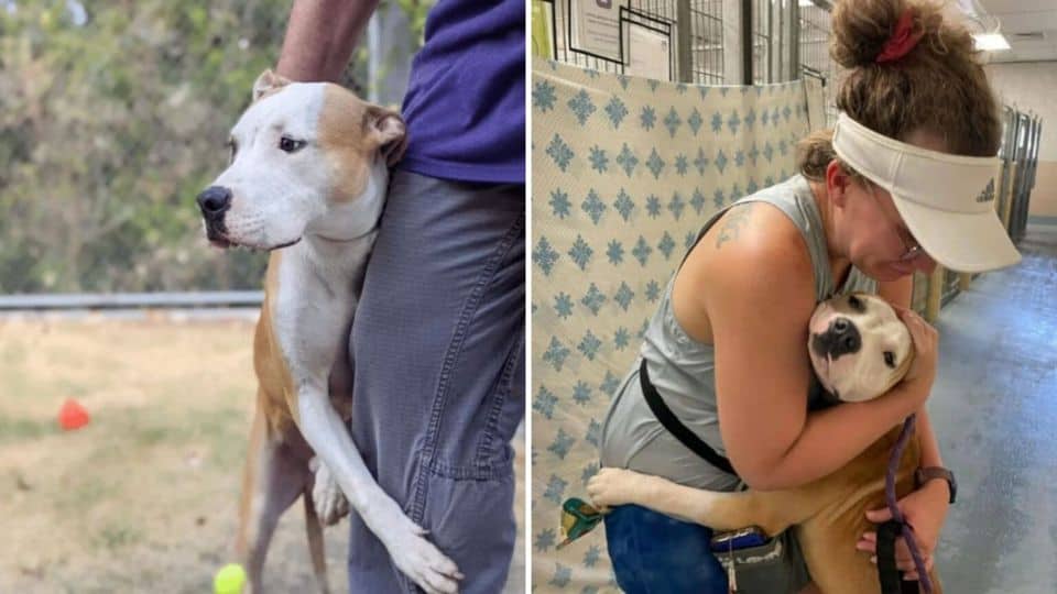 Dog’s Gentle Hug Helps Him Escape the Shelter and Find Hope