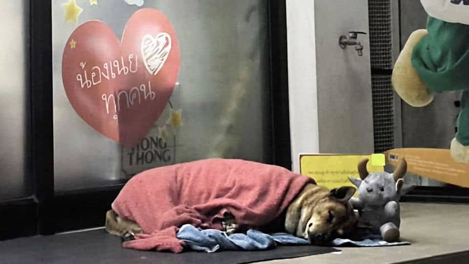 Loyal Dog Waited Outside a Store for Months and Her Ending Will Make You Smile