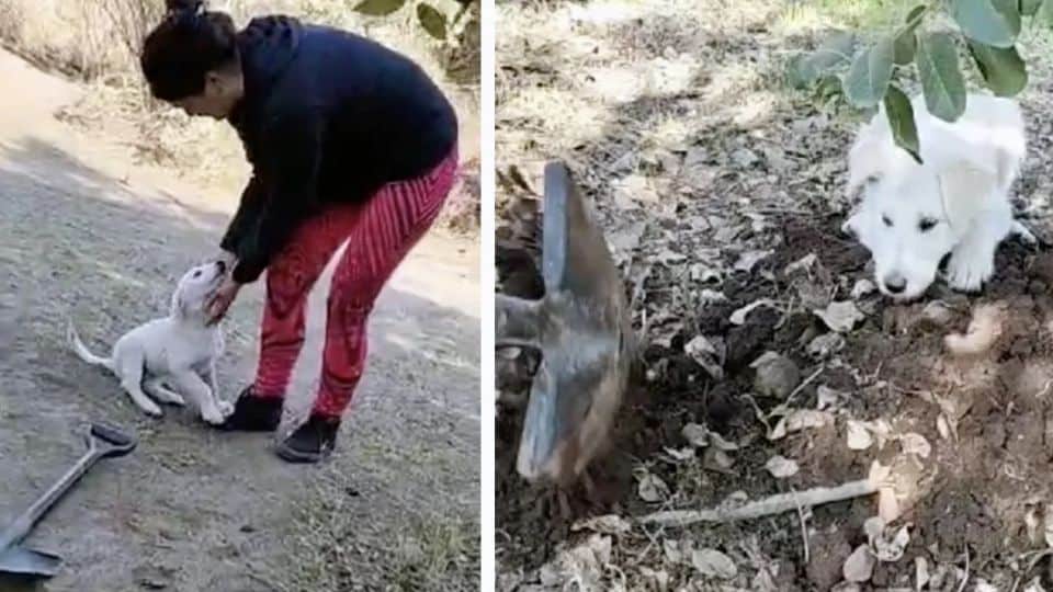 ‘Angel’ Puppy Appears Out Of Nowhere As Family Lays Their Dear Old Dog To Rest