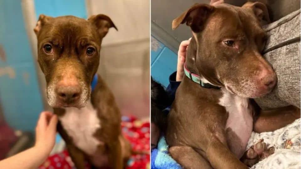 Dog Surrendered After Seven Years Of Love Waits For Family That Never Returns