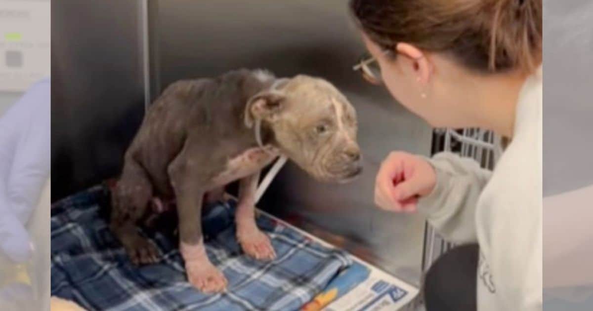 Neglected Pup That Looked Like An Old Dog Blossoms into a Joyful Furball After Rescue