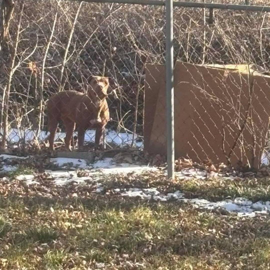 A Mother’s Heart, A Sister’s Love: The Miraculous Rescue of Mama Peach and Her Nine Tiny Blessings