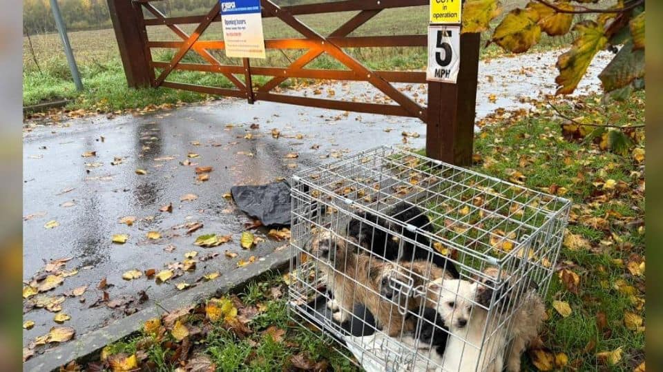 Seven Puppies Left in a Crate During a Storm Find Safety and Hope