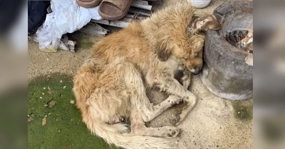 Thin Stray Dog Waited Outside A Stranger’s Home With Nothing Left