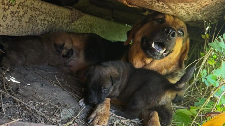 Rescuers Save Pregnant Dog And Her Pups From Life Under A Dumpster