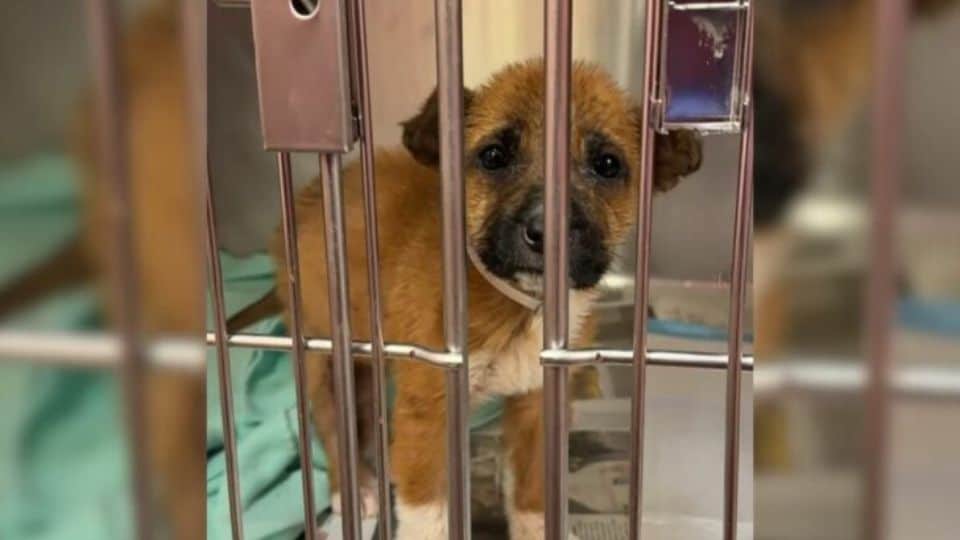 Texas Puppy Nearly Euthanized After Owner’s Cold Request Shocks Shelter Staff
