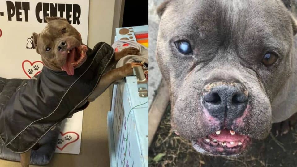 Senior Dog Finally Finds a Loving Home After a Lifetime of Hardship