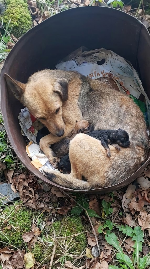 She Had Nothing Left — But She Refused to Leave Her Baby’s Side