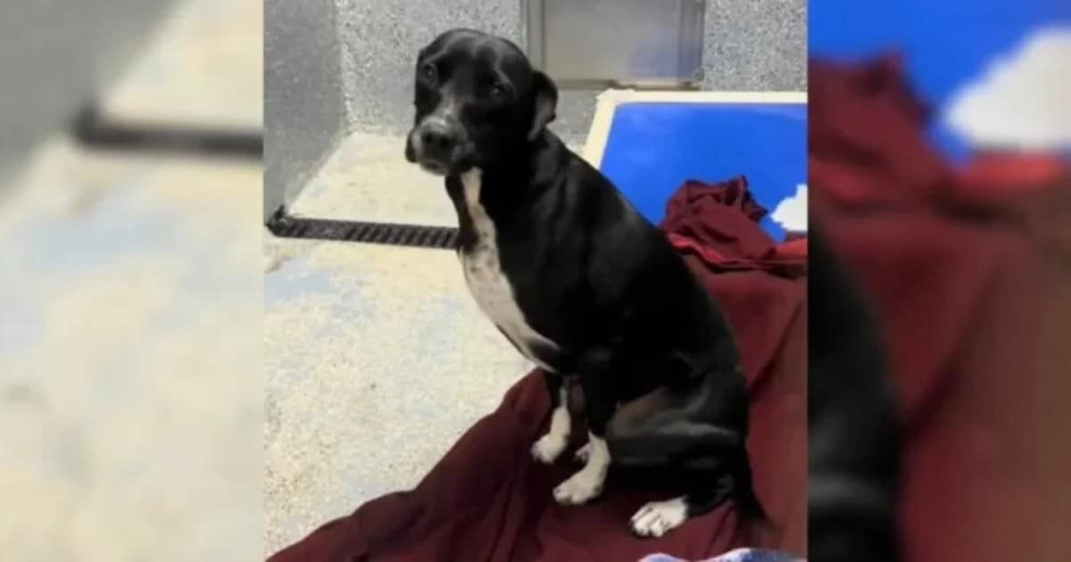 Sweet Dog Returned To Shelter Four Times, Now Searching For A Forever Home