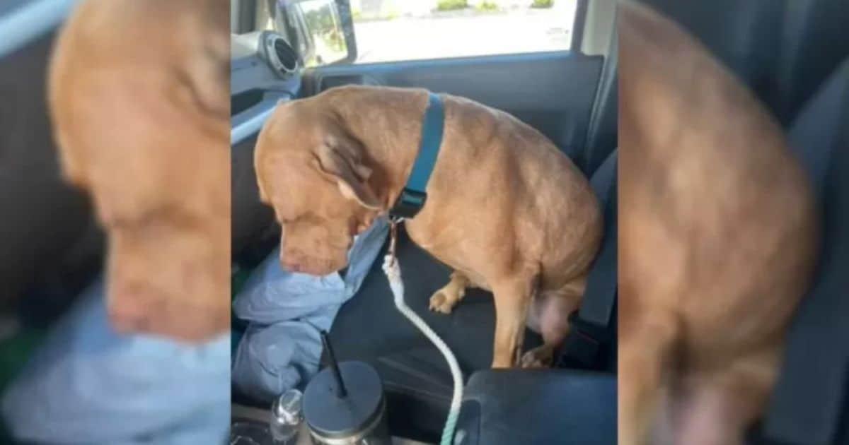 Heartbroken Dog Who Didn’t Want To Return To The Shelter Gets A Happy Ending