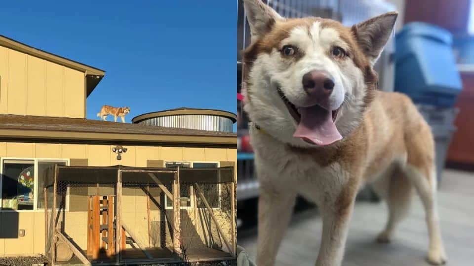 Husky Who Escaped Through Shelter Roof Finds Her Forever Home After Long Wait