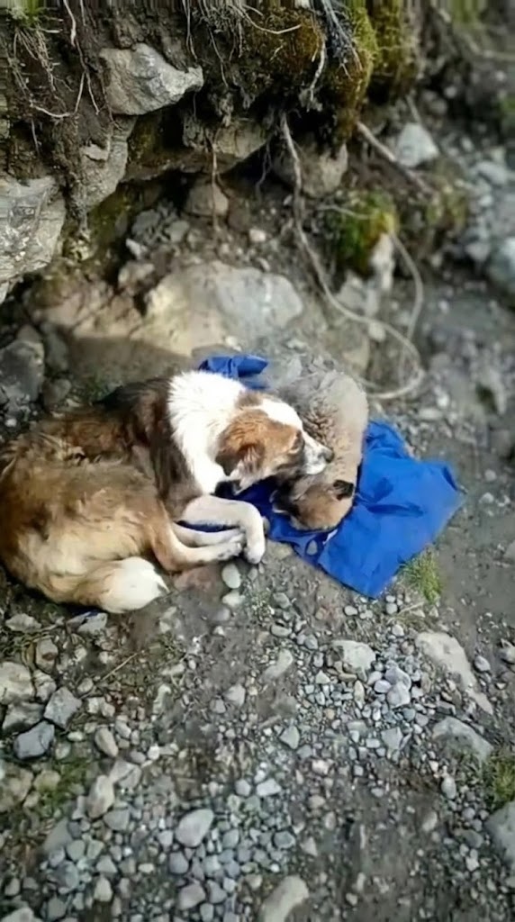 He Took Off His Shirt for a Stranger — And Saved a Tiny Life