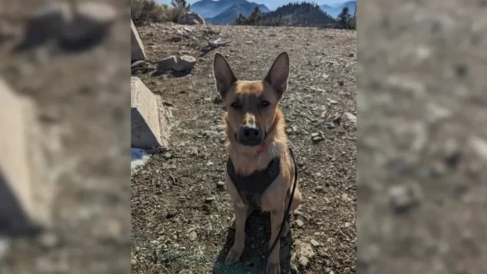 Sad Mama Dog Finds New Hope By Becoming The Loving Stepmom To 11 Orphaned Pups