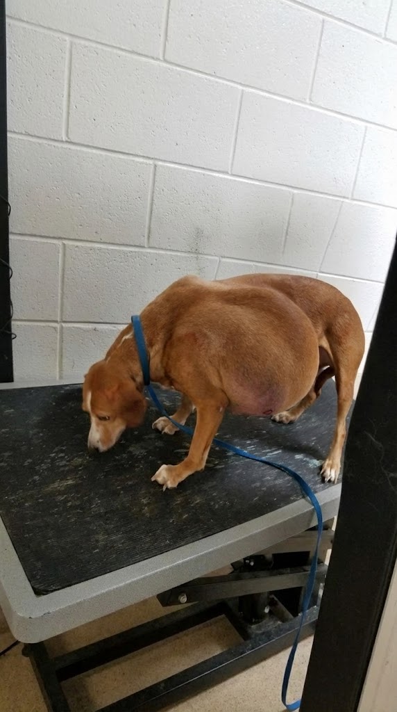 She Was Carrying 20 Pounds of Pain — Until One Test Result Gave Hattie Her Life Back