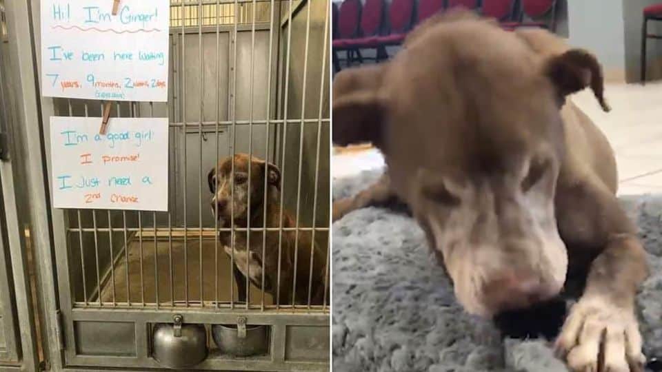 After 7 Years in a Shelter, Ginger Finally Found the Love She Had Been Waiting For