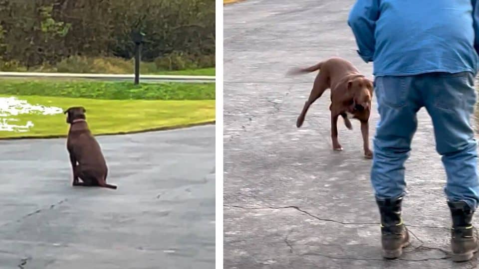 Loyal Dog Waits Outside Every Day For The Man Who Saved Her To Come Home