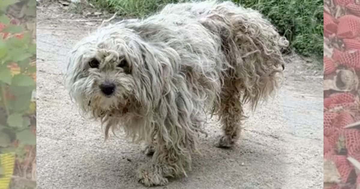 Tired and Helpless Three-Legged Puppy Crawls to the Dump in Desperate Search for Food