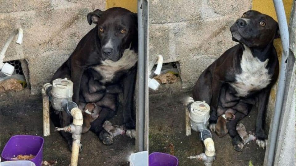 Heartbreaking Rescue: Mother Dog Left Outside to Deliver Puppies in Storm