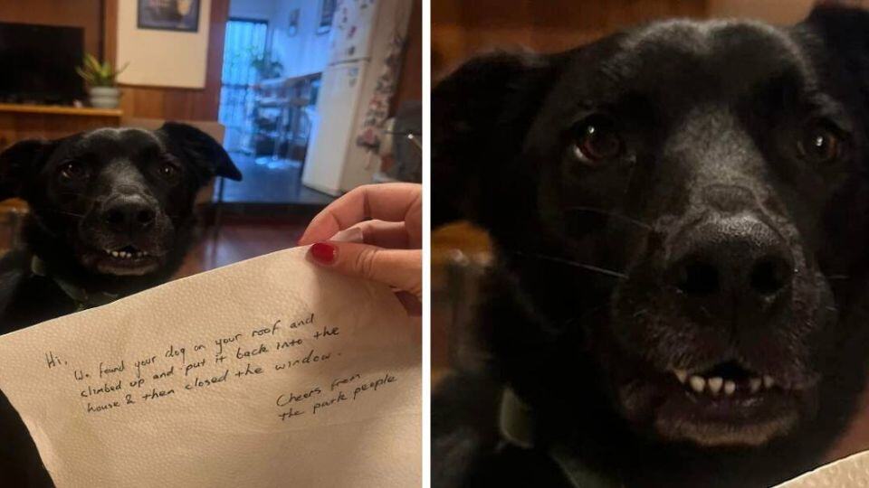 Adventurous Dog’s Wild Rooftop Escape Ends With a Happy Wag and a Lesson Learned