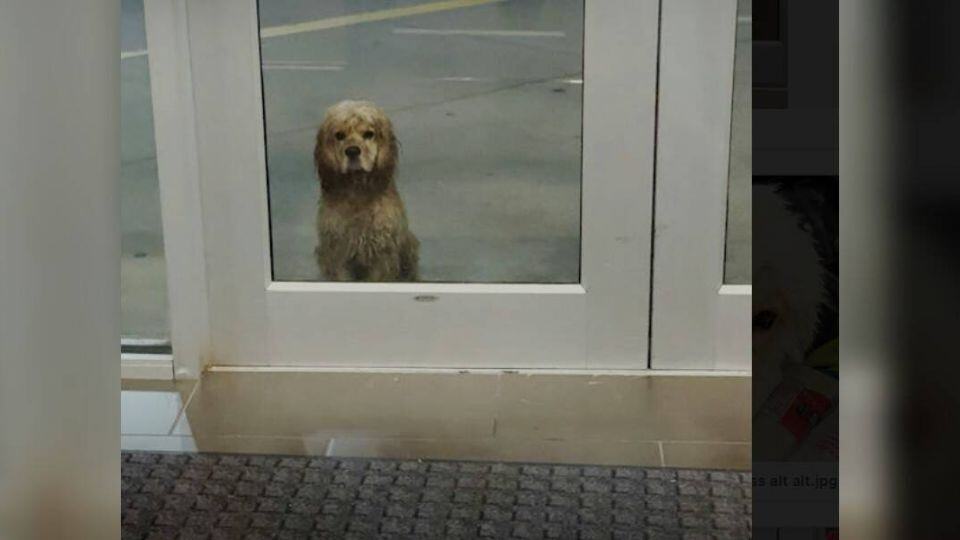 A Dog Waiting In The Rain Finds The One Person Who Would Never Leave