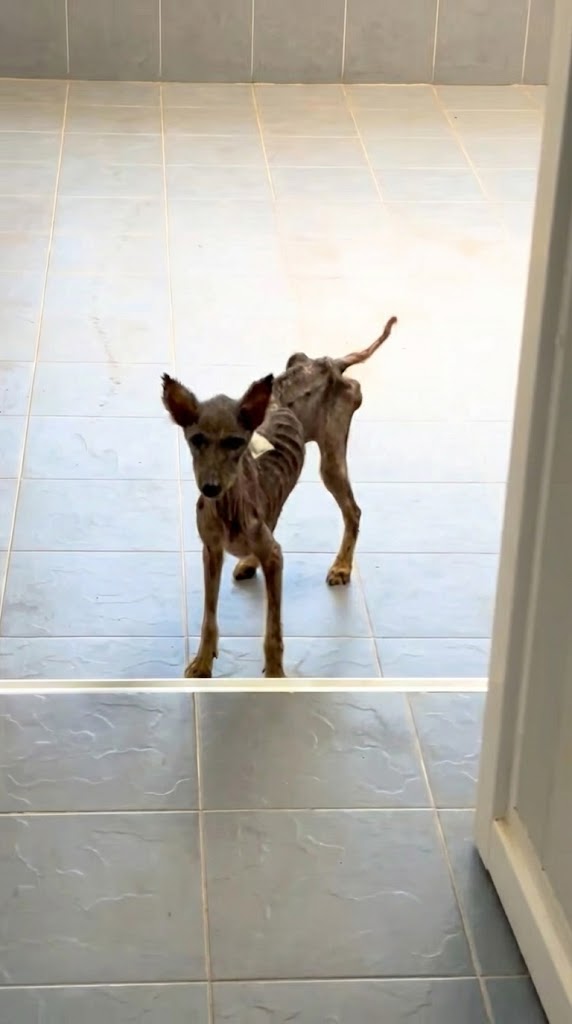 She Weighed Less Than Four Kilograms — But She Still Looked Up With Hope