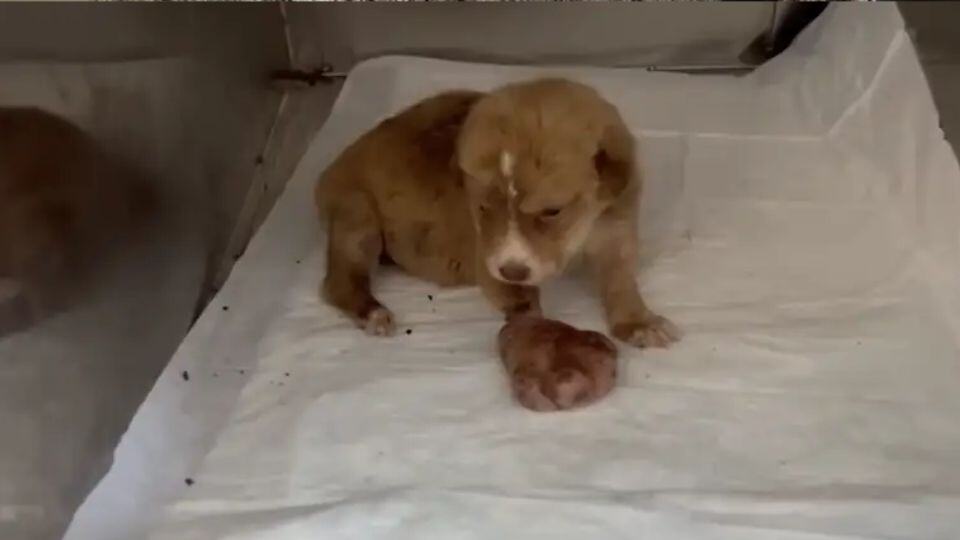 Rescuer Finds A Helpless Puppy With A Giant Paw And Changes Her Life Forever