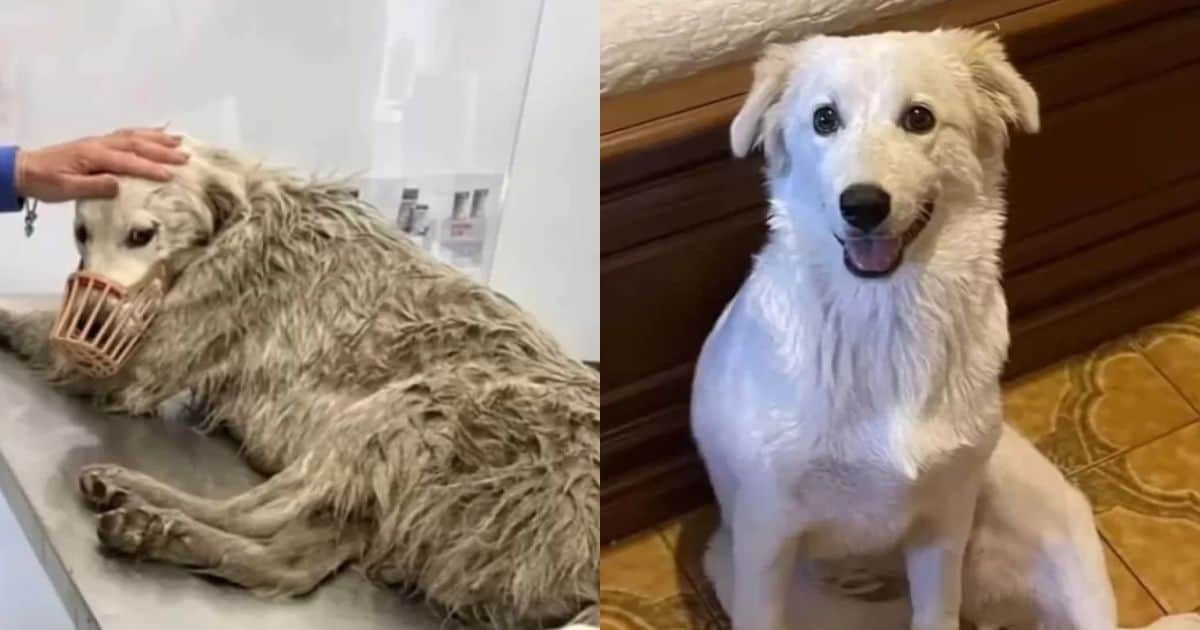 Devastated Dog Rescued From Ditch Reunites With Her Puppies And Can’t Stop Smiling