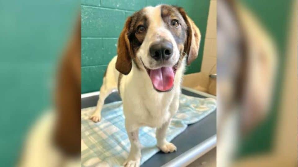 Sweet Dog in North Carolina Sent Back to Shelter Two Times for Being Too Friendly