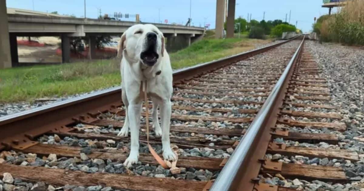 Dog Tied to Train Tracks Rescued Just in Time Now Lives His Best Life In A Forever Home