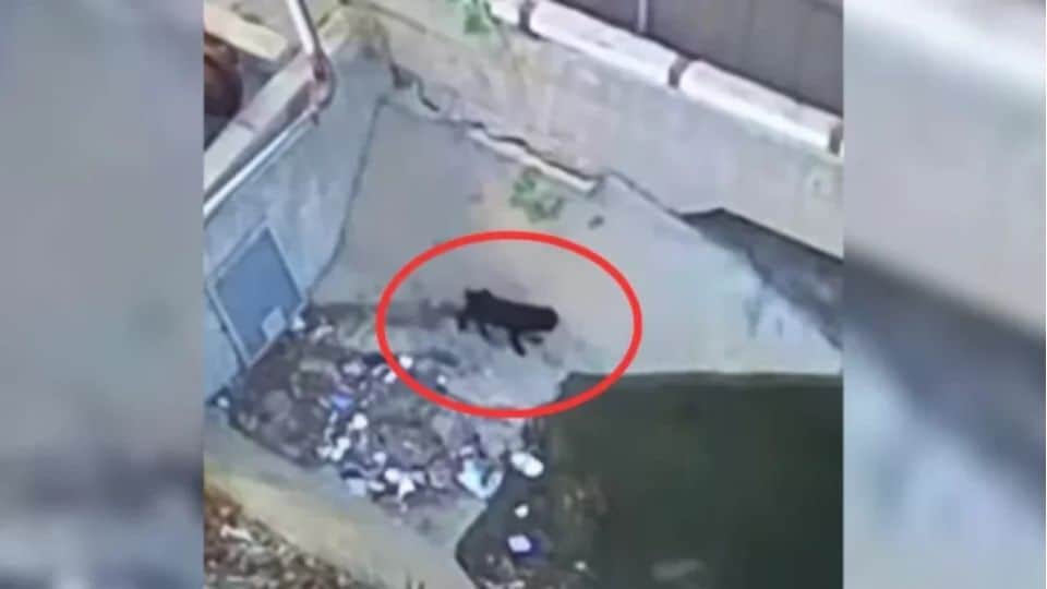 Terrified Puppy Left at Recycling Center Finds Hope Thanks to a Kind Rescuer