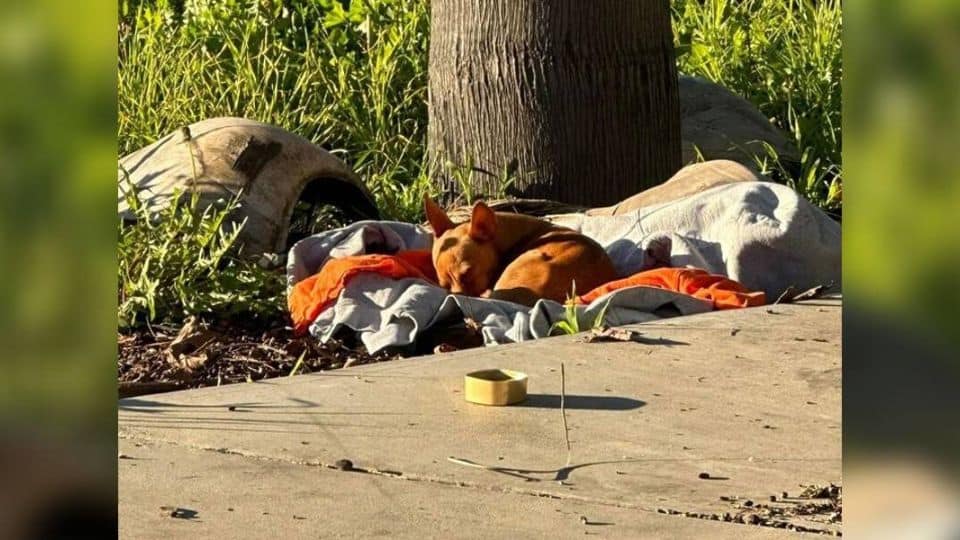 Little Dog Slept on a Hospital Blanket Until Rescuers Gave Him a Second Chance