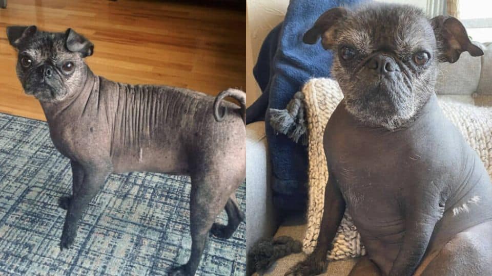 Meet Dorothy the Hairless Pug Who Wins Hearts in Every City
