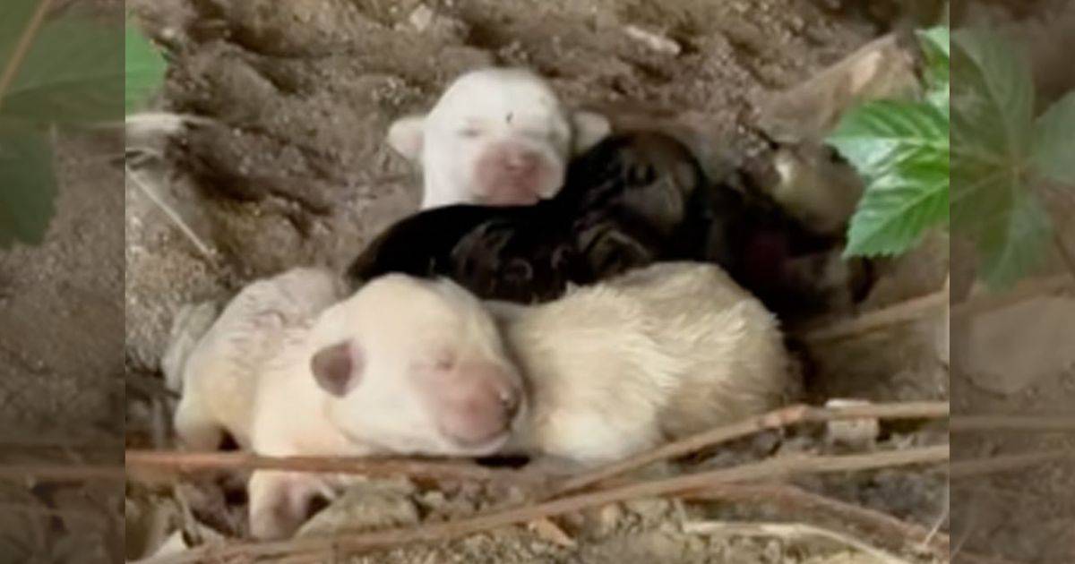 Four Helpless Puppies Cling to Their Motionless Mom, Desperately Hoping She’ll Wake Up