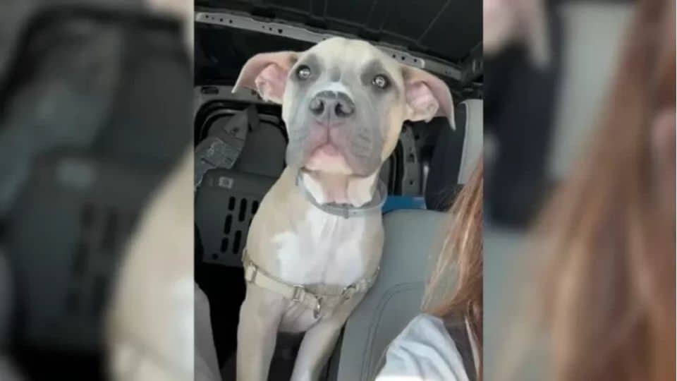 Abandoned Puppy Tied to Kennel on Highway Gets Rescued and Finds A Loving Home