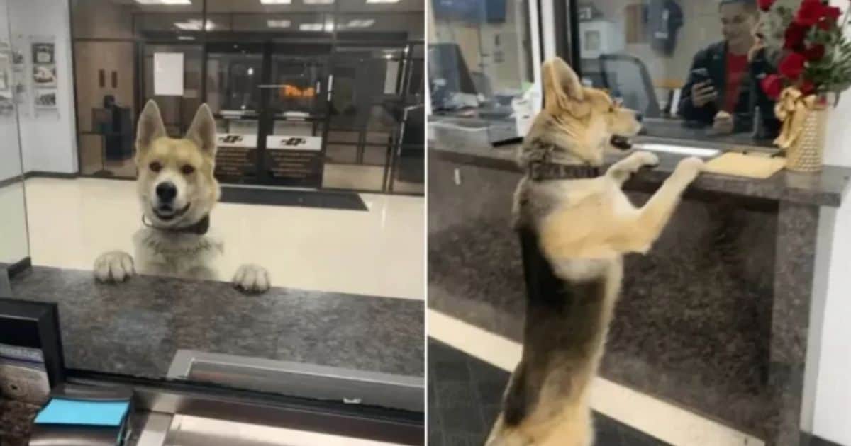 Pup Takes Himself to the Police at 3 A.M. After Getting Lost on His Adventure