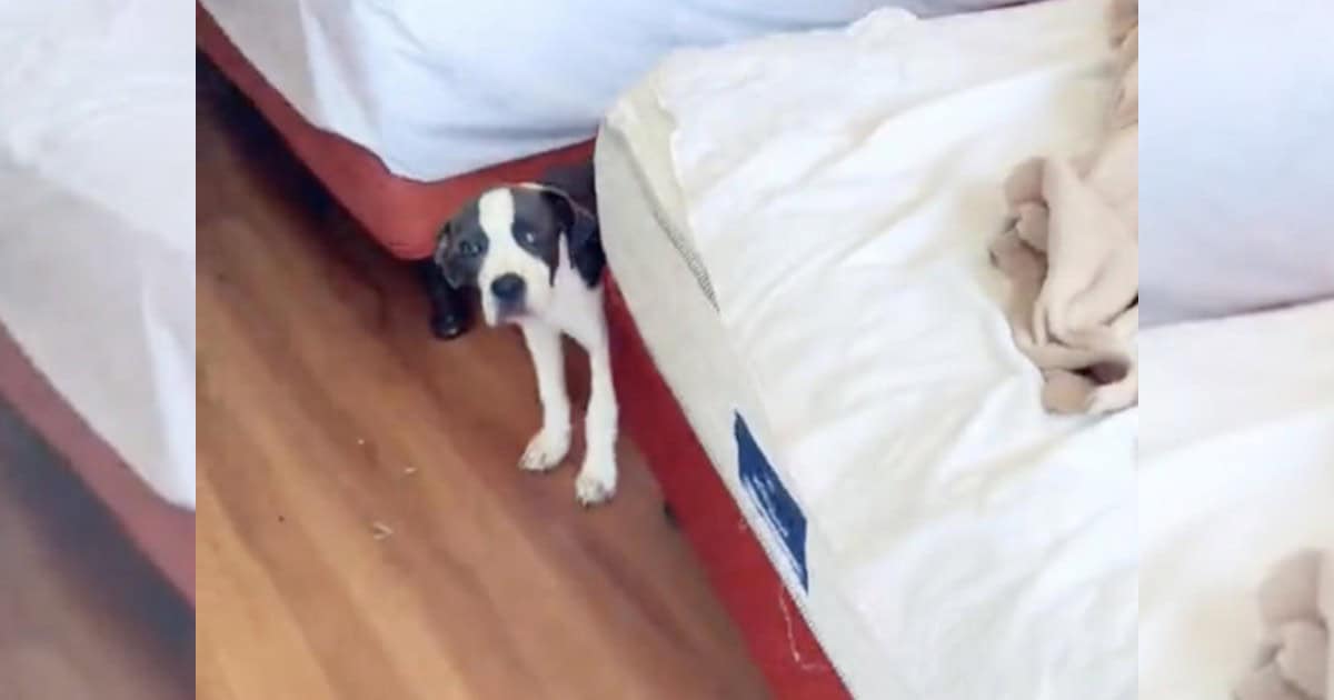 Motel Staff Discovers A Poor Puppy Abandoned Behind in Family’s Room